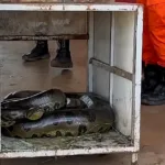 Resgate de sucuri de 4 metros em Quirinópolis