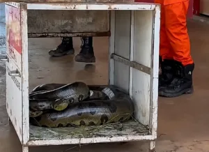 Resgate de sucuri de 4 metros em Quirinópolis