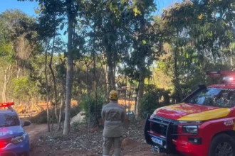 trabalhador-morre-apos-ser-atingido-por-arvore-durante-poda-em-bela-vista-de-goias