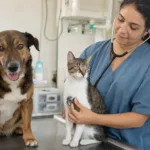 Castração gratuita de cães e gatos em Goiânia