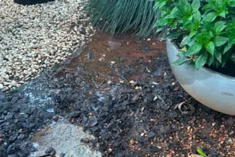 jardim-encharcado-para-afastar-caes?-moradores-denunciam-sindica-por-desperdicio-de-agua