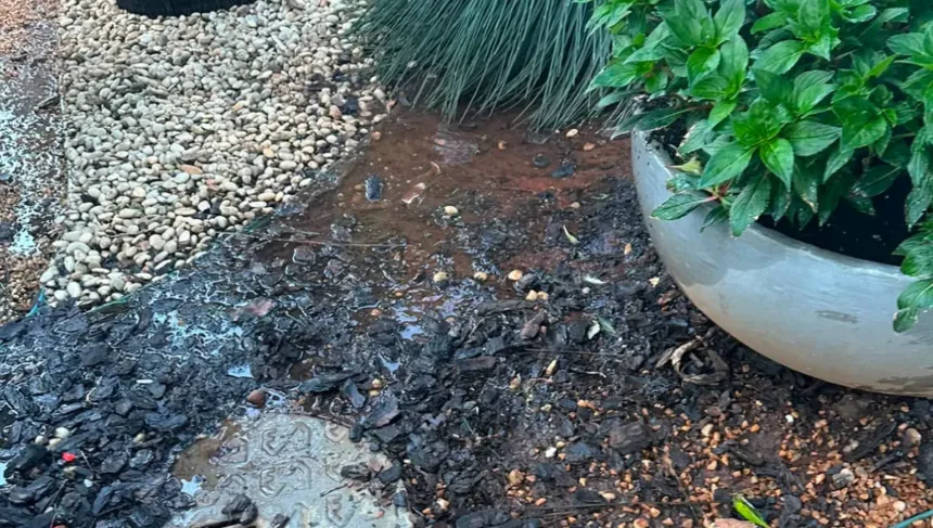 jardim-encharcado-para-afastar-caes?-moradores-denunciam-sindica-por-desperdicio-de-agua
