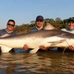 por-que-a-piraiba-pescada-no-rio-araguaia-nao-pode-ser-consumida?-entenda