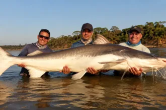 por-que-a-piraiba-pescada-no-rio-araguaia-nao-pode-ser-consumida?-entenda