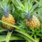 esta-cidade-de-goias-produz-tanto-abacaxi-que-virou-referencia-no-brasil