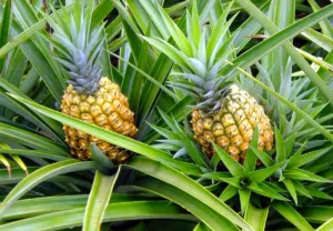 esta-cidade-de-goias-produz-tanto-abacaxi-que-virou-referencia-no-brasil