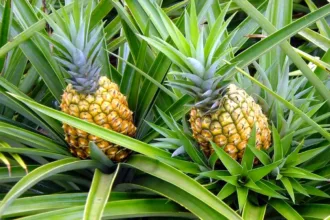 esta-cidade-de-goias-produz-tanto-abacaxi-que-virou-referencia-no-brasil