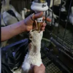 Proibição do foie gras no Brasil