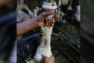 Proibição do foie gras no Brasil