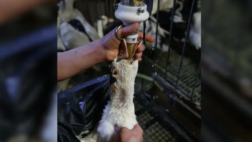 Proibição do foie gras no Brasil
