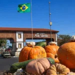 aboboras-gigantes-de-ate-100-kg-sao-colhidas-para-aniversario-de-178-anos-de-rio-verde