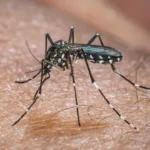 El Niño e aumento de dengue no Brasil
