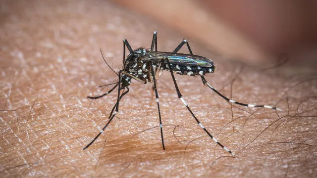 El Niño e aumento de dengue no Brasil