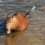 Capivara ferida resgatada na Represa Guarapiranga em SP