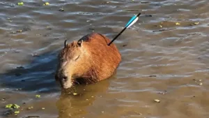Capivara ferida resgatada na Represa Guarapiranga em SP
