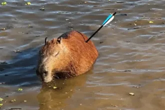 Capivara ferida resgatada na Represa Guarapiranga em SP