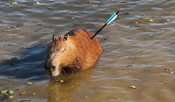 Capivara ferida resgatada na Represa Guarapiranga em SP