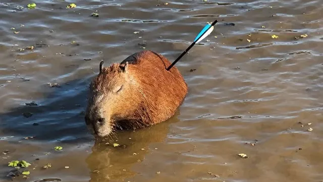 Capivara ferida resgatada na Represa Guarapiranga em SP