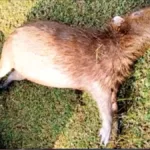 amma-investiga-morte-de-quatro-capivaras-no-jardim-botanico-de-goiania