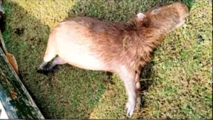 amma-investiga-morte-de-quatro-capivaras-no-jardim-botanico-de-goiania