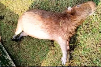 amma-investiga-morte-de-quatro-capivaras-no-jardim-botanico-de-goiania