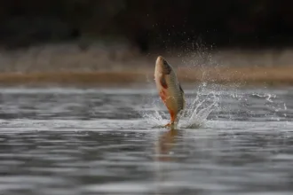 cancer-contagioso-afeta-peixes-em-lago-de-fronteira-entre-eua-e-canada