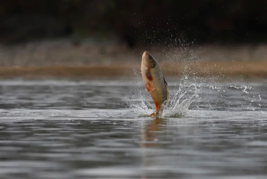 cancer-contagioso-afeta-peixes-em-lago-de-fronteira-entre-eua-e-canada
