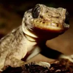 lagartixa-de-duas-cabecas-sobrevive-e-intriga-veterinarios;-veja-imagens