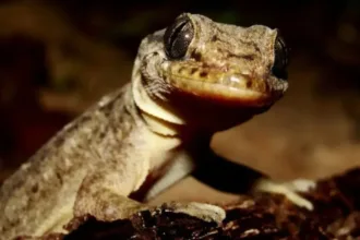 Lagartixa de duas cabeças surpreende veterinários