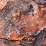 Madeira fossilizada com 300 milhões de anos