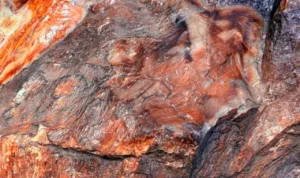 Madeira fossilizada com 300 milhões de anos