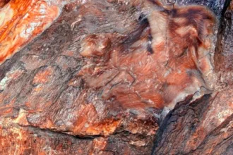 Madeira fossilizada com 300 milhões de anos