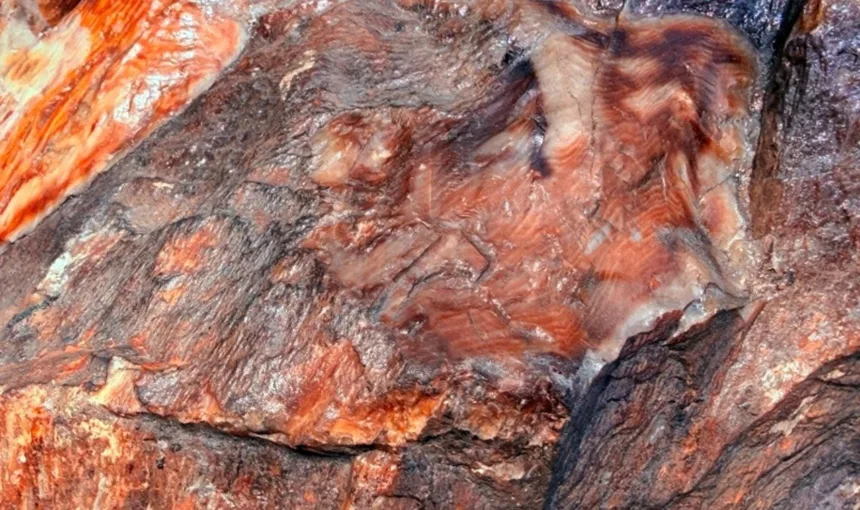 Madeira fossilizada com 300 milhões de anos