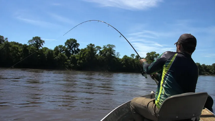 Pescadores fisgam peixe de 68 quilos e fotos do gigante impressionam; veja 1 Terremoto na Venezuela: análise de fatos e fakes