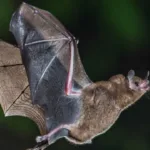 Morcego com raiva encontrado em Alto de Pinheiros