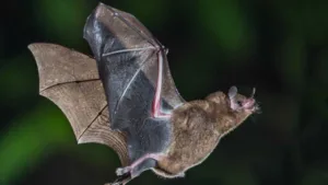 Morcego com raiva encontrado em Alto de Pinheiros