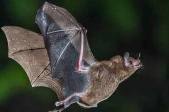 Morcego com raiva encontrado em Alto de Pinheiros