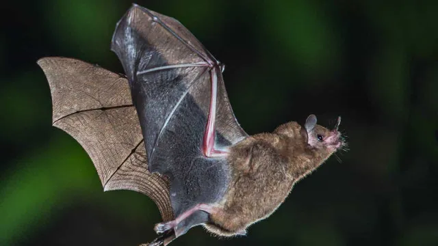 Morcego com raiva encontrado em Alto de Pinheiros