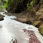 Mancha rosa no córrego em Professor Jamil com peixes mortos