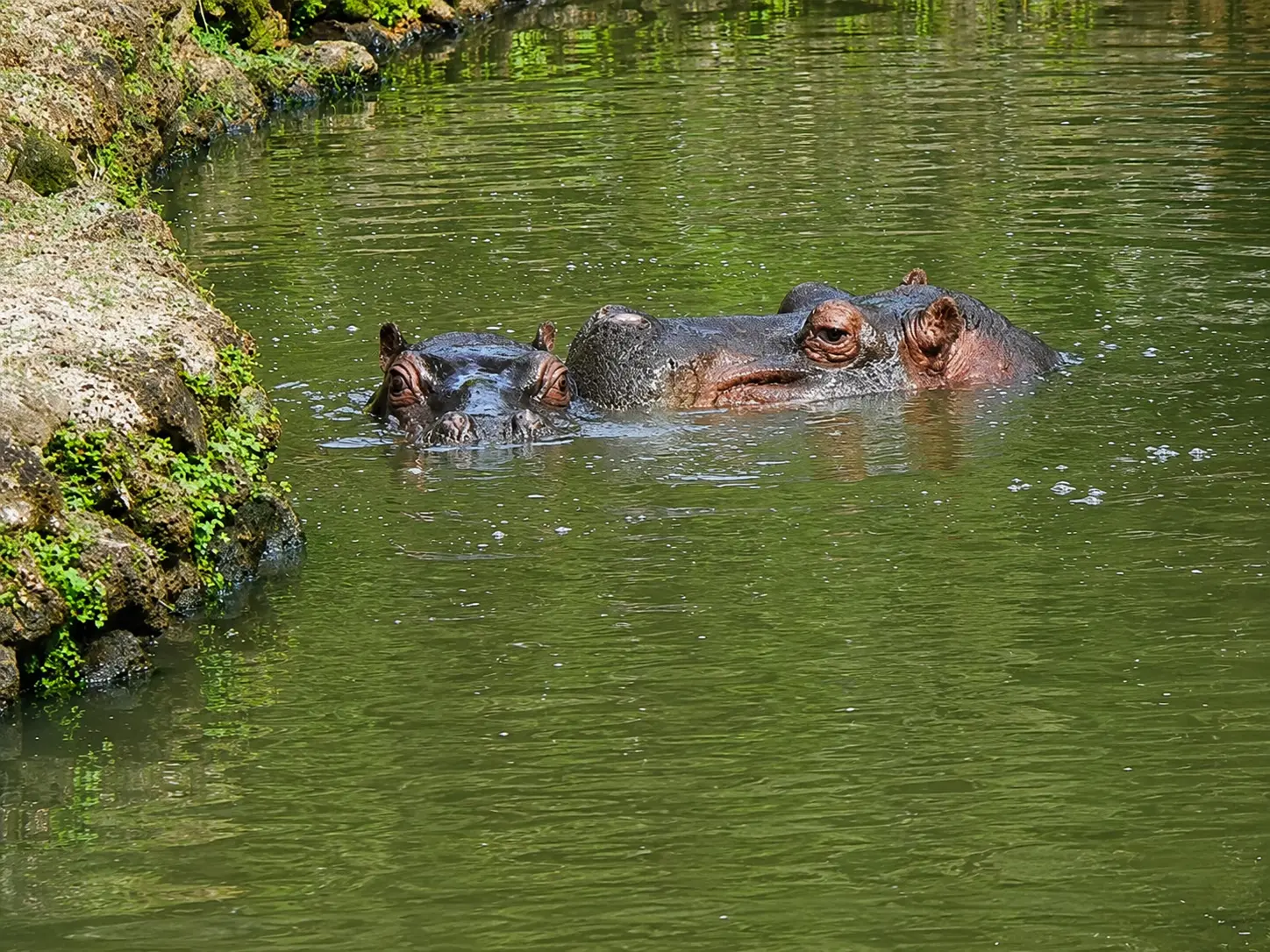 Zoológico de Goiânia rescinde contrato de limpeza dos tanques dos hipopótamos