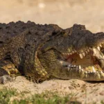 seguranca-em-prisao-de-israel:-fosso-com-crocodilos-e-construido-para-alas-que-abrigam-membros-do-hamas