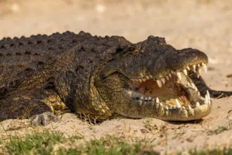 seguranca-em-prisao-de-israel:-fosso-com-crocodilos-e-construido-para-alas-que-abrigam-membros-do-hamas