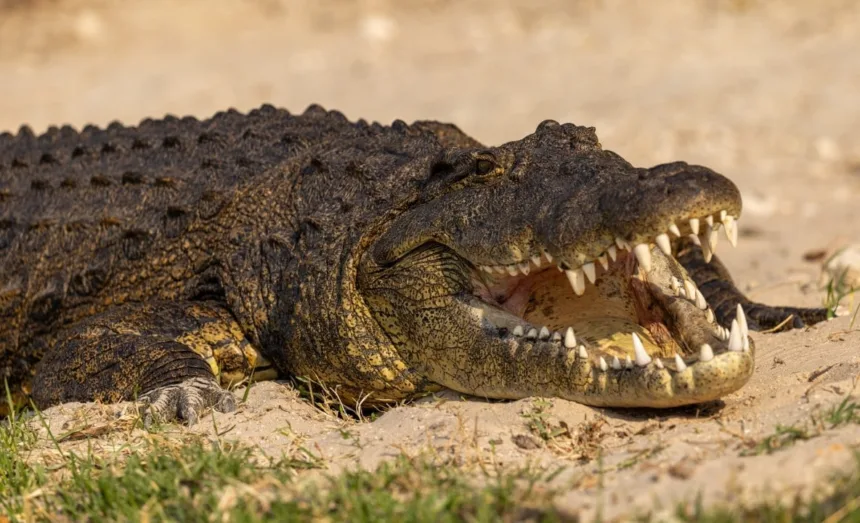 seguranca-em-prisao-de-israel:-fosso-com-crocodilos-e-construido-para-alas-que-abrigam-membros-do-hamas