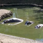 Limpeza de tanques no zoológico de Goiânia