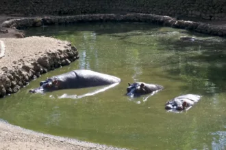 Limpeza de tanques no zoológico de Goiânia