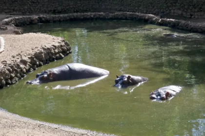 Limpeza de tanques no zoológico de Goiânia