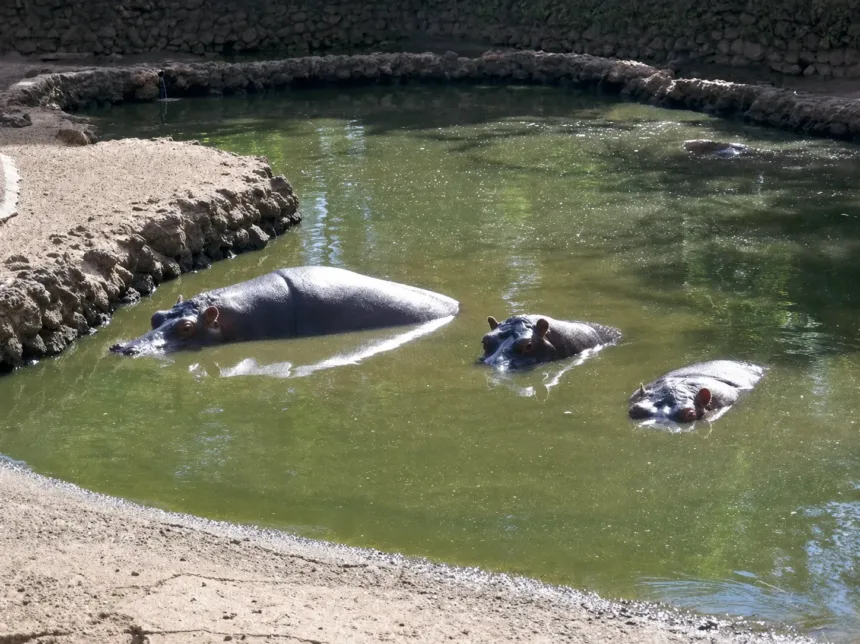 Prefeitura diz que empresa não limpou tanques dos hipopótamos e anuncia nova contratação 1 Limpeza de tanques no zoológico de Goiânia