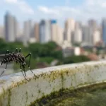 Sorotipo agressivo de dengue em Goiás