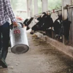 Venda de rebanho autorizada pela Justiça de Goiás