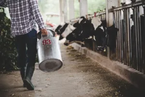 Venda de rebanho autorizada pela Justiça de Goiás